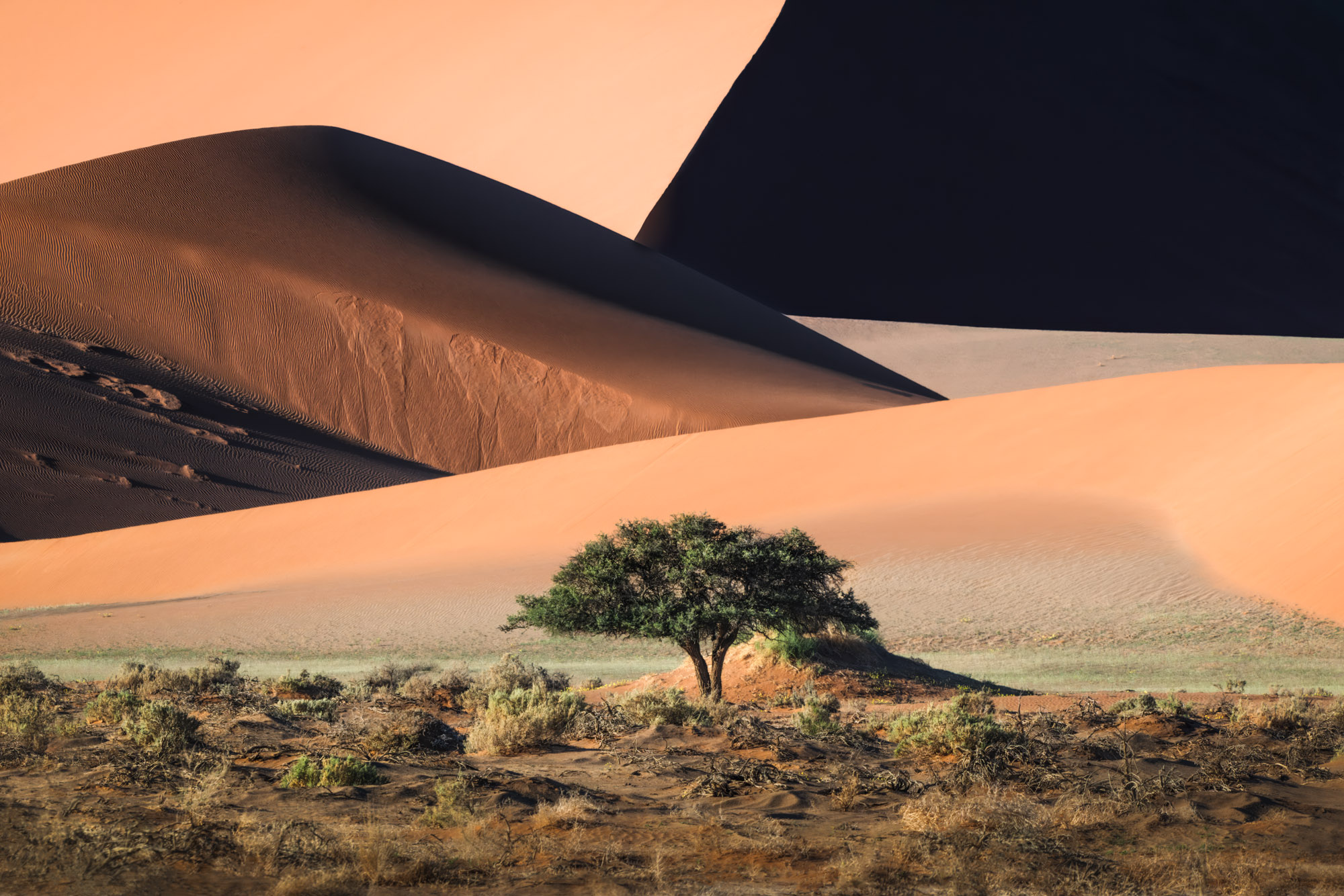 A tree stands in front of desert dunes. The lights and shadows create a geometric effect.© J Fritz Rumpf, United States, Shortlist, Open Competition, Landscape, 2026 Sony World Photography Awards