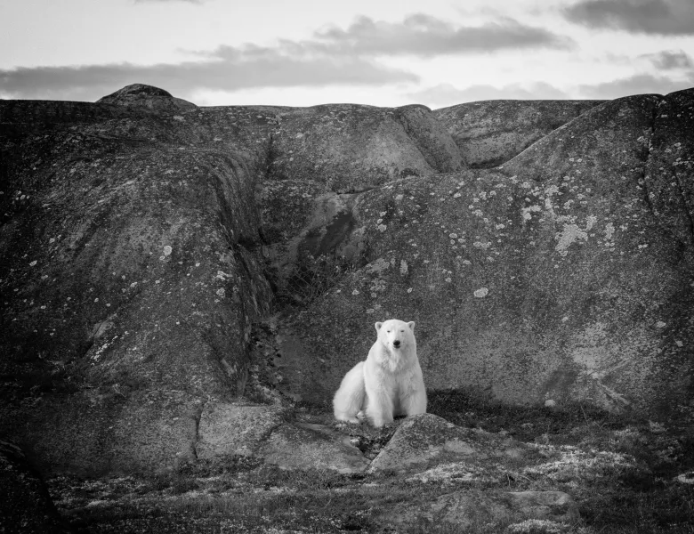 © Cliff Black, Canada, entry, Open Competition, Natural World & Wildlife, 2026 Sony World Photography Awards