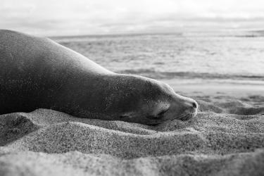 Where the Beach Ends