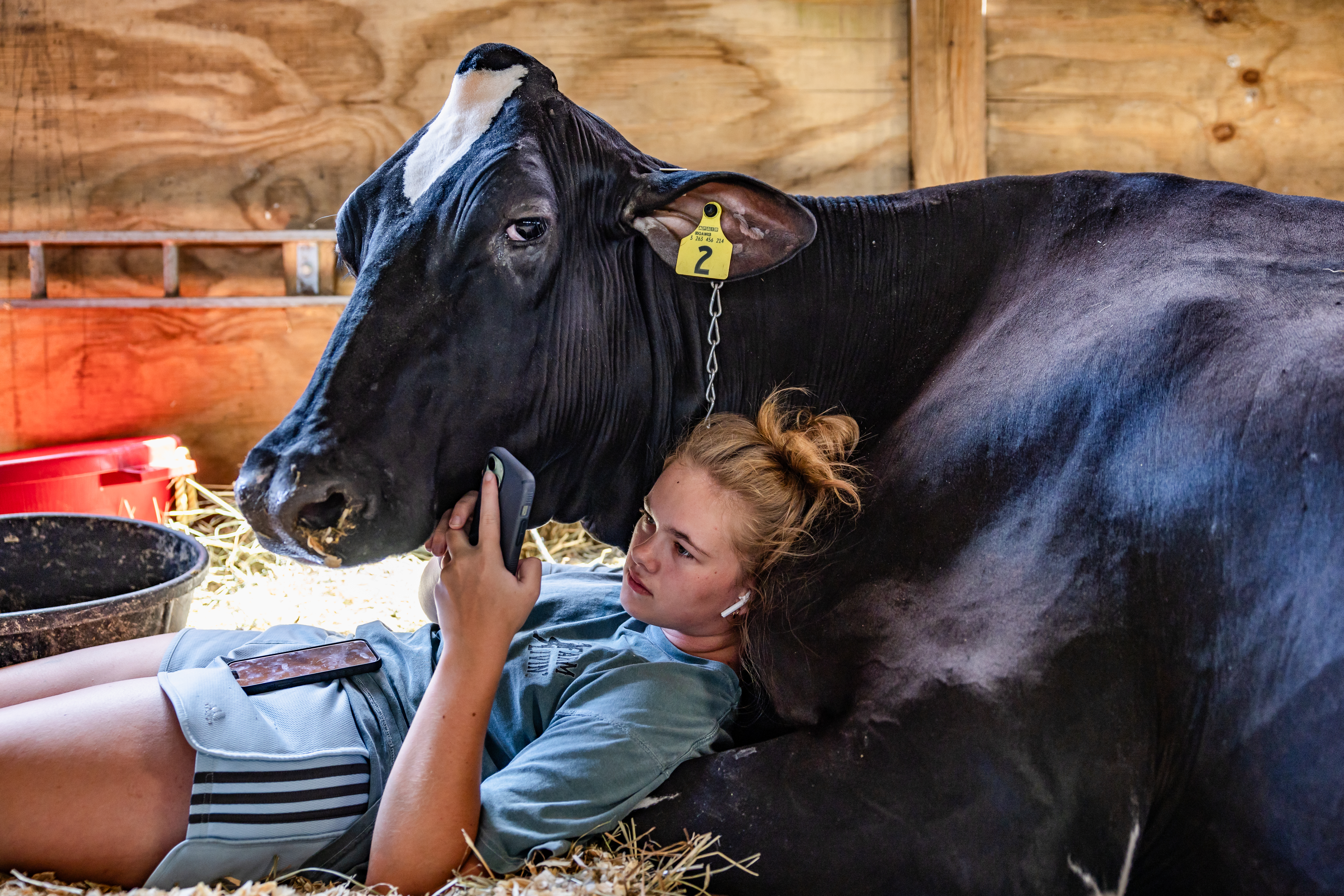 A young girl comfortably lays on her cow while scrolling through her phone. The cow looks directly at the photographer.