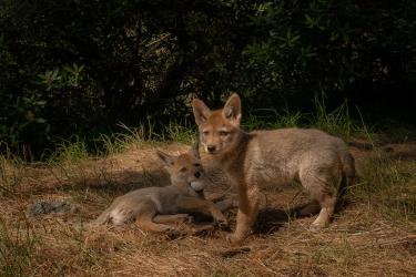The Coyotes of San Francisco
