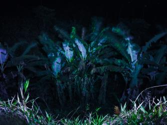 Notes on How to Build a Forest