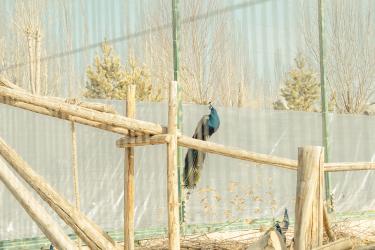 Pretend to Be an Animal