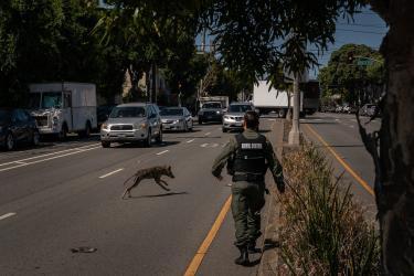 The Coyotes of San Francisco