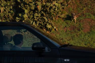 The Coyotes of San Francisco