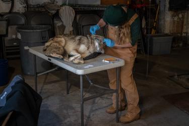 The Coyotes of San Francisco