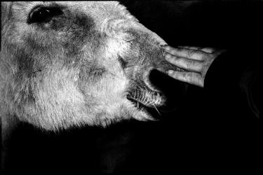 In the Valley, Flowers Remain