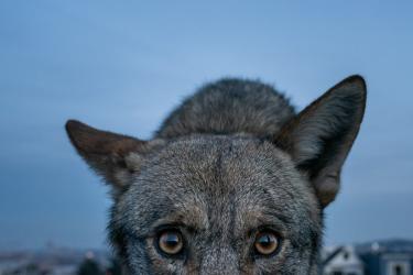 The Coyotes of San Francisco