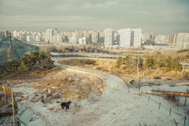 Pretend to Be an Animal